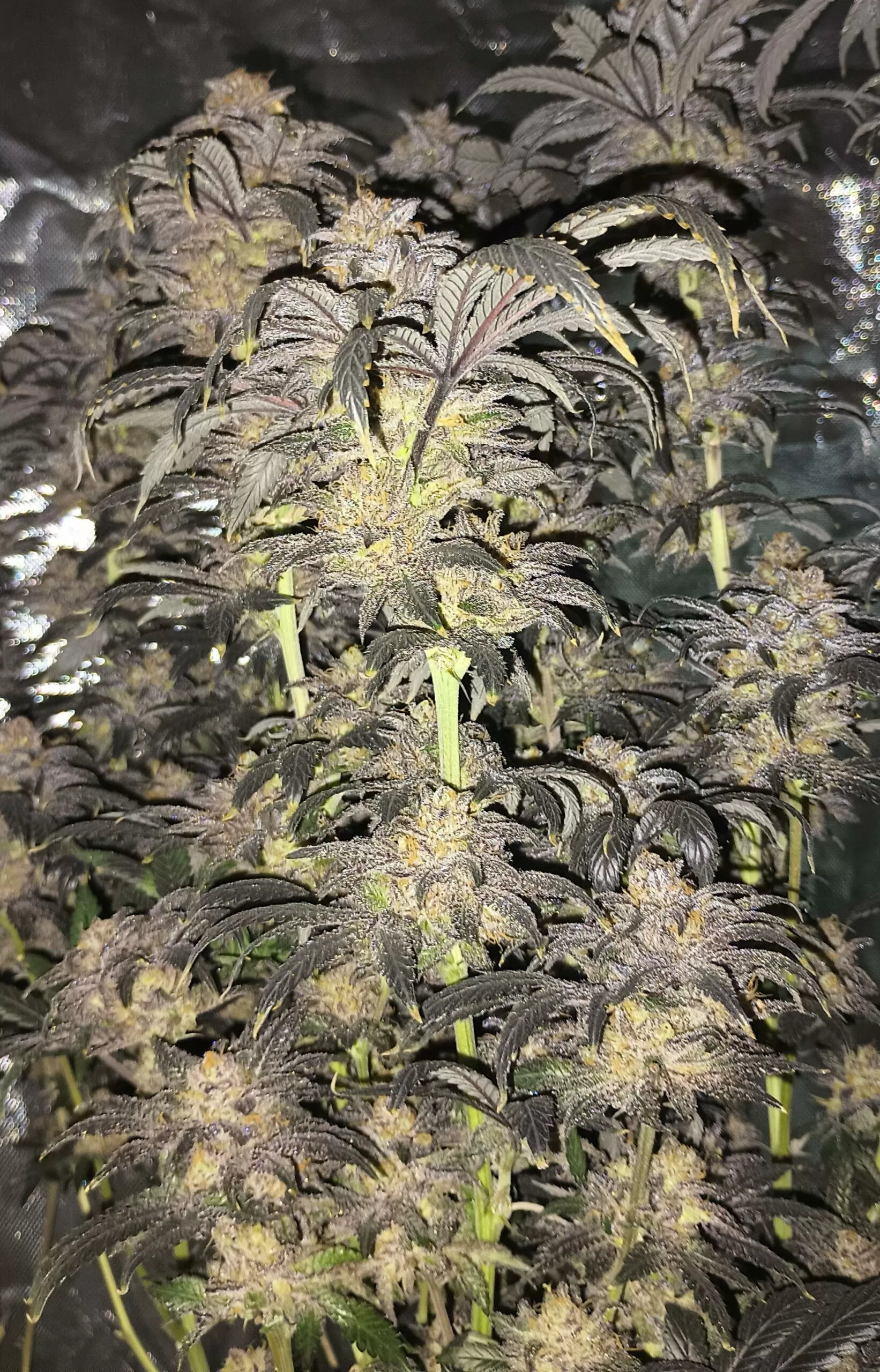 Violetti im Grow Violetti Pflanze mit mehreren Blütentrieben im Growraum