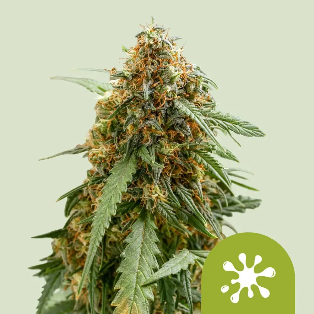 Sticky Queen Auto Pflanze Sticky Queen Auto Pflanze mit dichtem, hellem Blütenstand