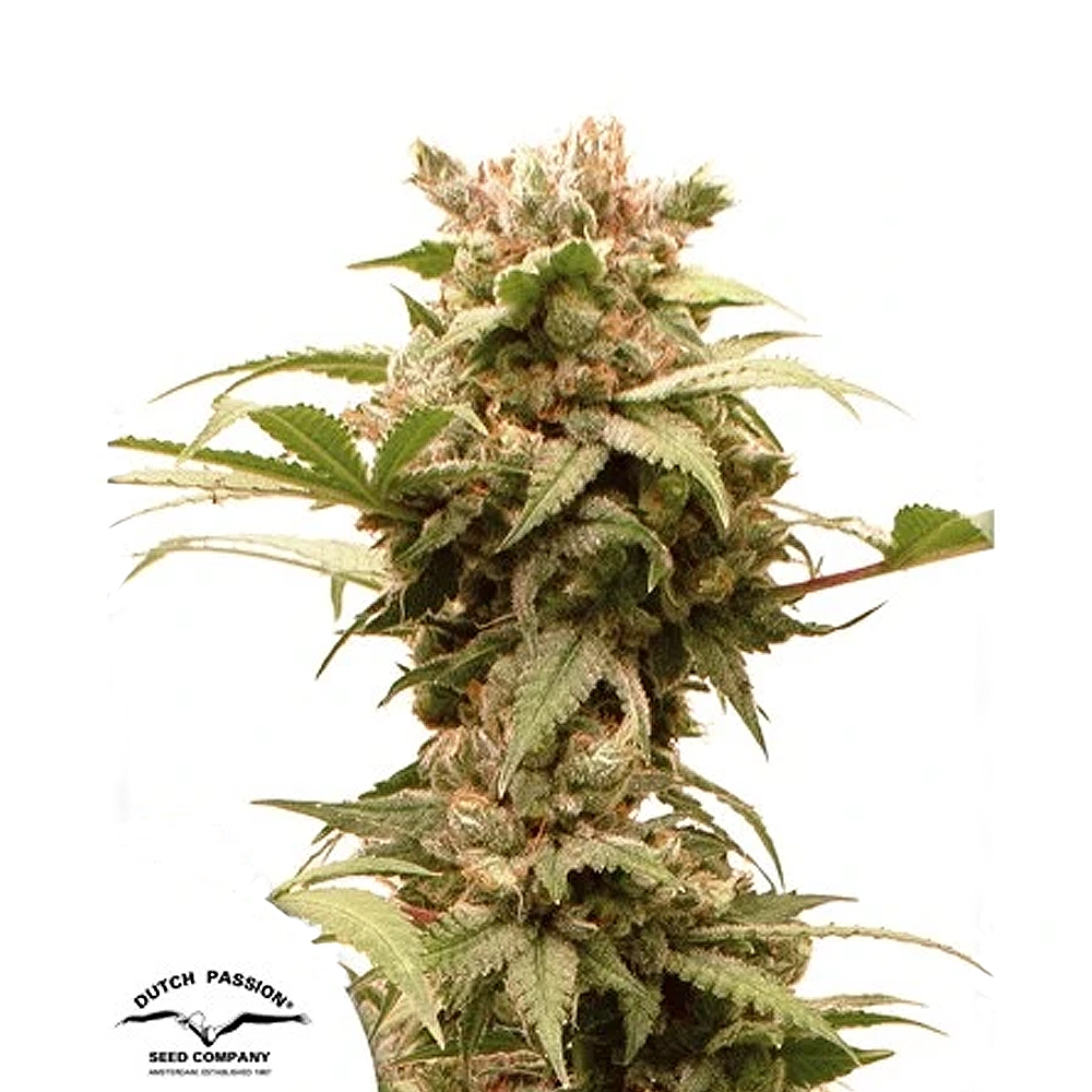CBD Auto CBG-Force | Autoflowering Hanfsamen von Dutch Passion | 3 Samen CBD Auto CBG-Force | Autoflowering Hanfsamen von Dutch Passion