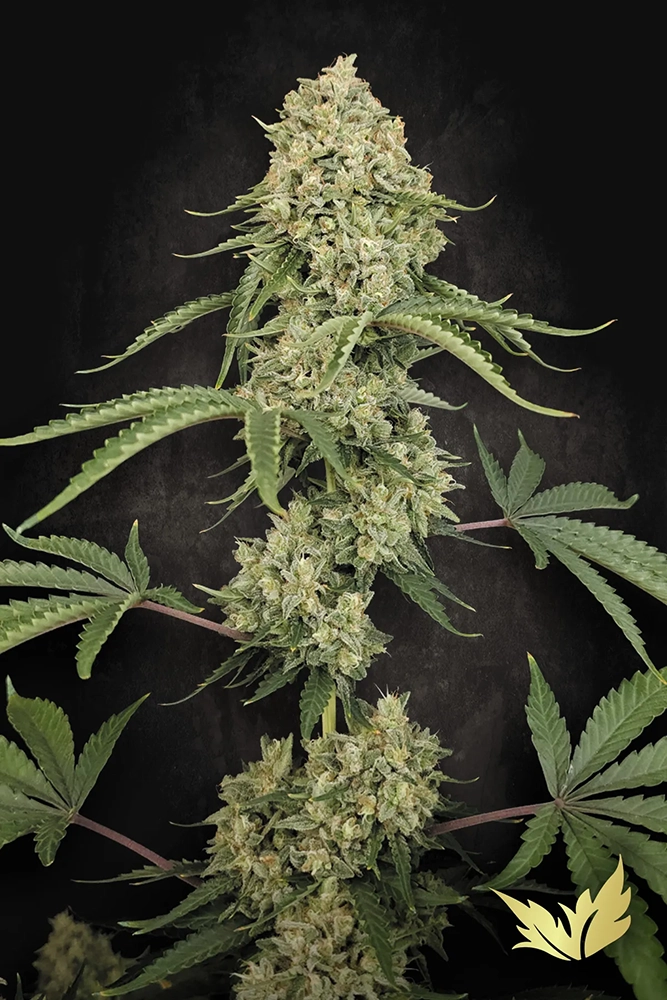 Tropical Fruit Cake | Feminisierte Cannabissamen von Paradise Seeds | 3 Samen