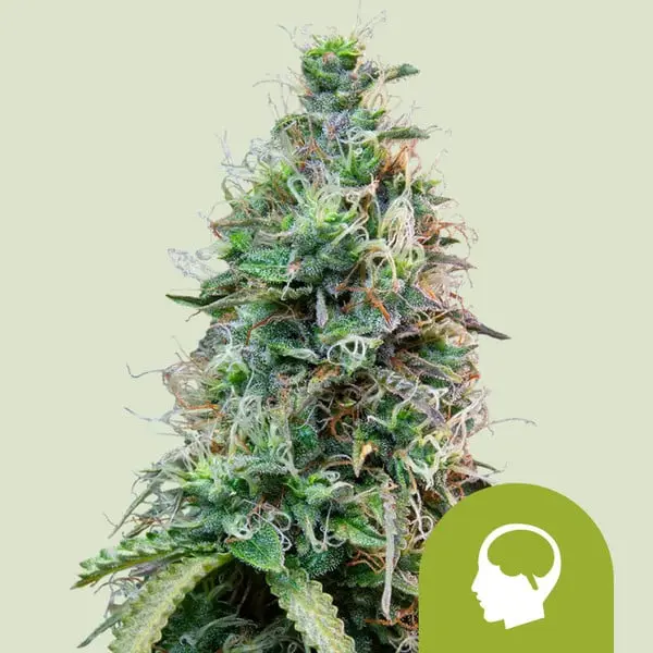 Amnesia Haze Auto | Autoflowering Hanfsamen von Royal Queen Seeds | 3 Samen Amnesia-Haze-Auto-Autoflowering-Hanfsamen-von-Royal-Queen-Seeds