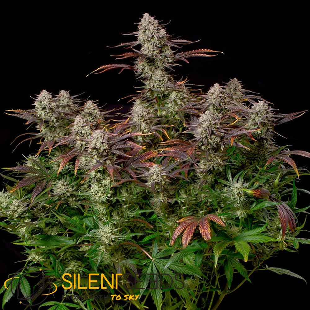 Alien Gas XXL Auto Gesamtpflanze Vollständige Alien Gas XXL Auto Pflanze mit rot gefärbtem Blattwerk