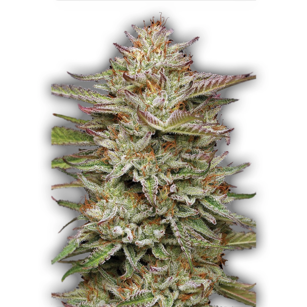 Banana OG Auto | Autoflowering Cannabissamen von Humboldt Seed