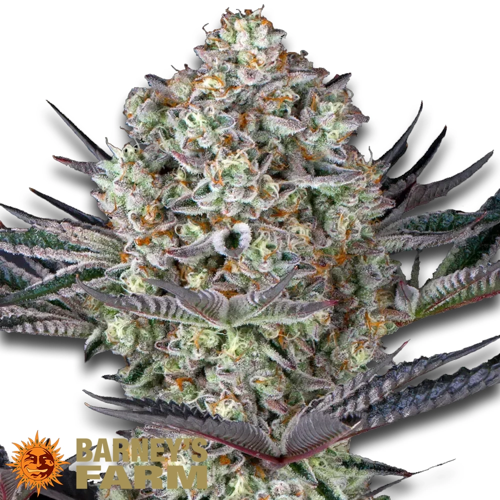 Dos Si Dos 33 | Feminisierte Hanfsamen von Barney's Farm | 3 Samen Dos Si Dos 33 | Feminisierte Hanfsamen von Barney's Farm