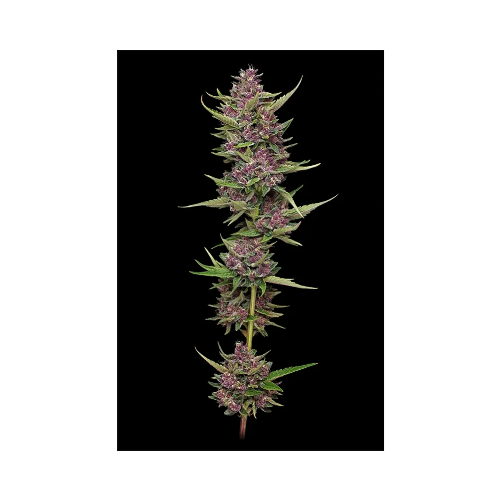 All Gas OG | Feminisierte Hanfsamen von Humboldt Seed