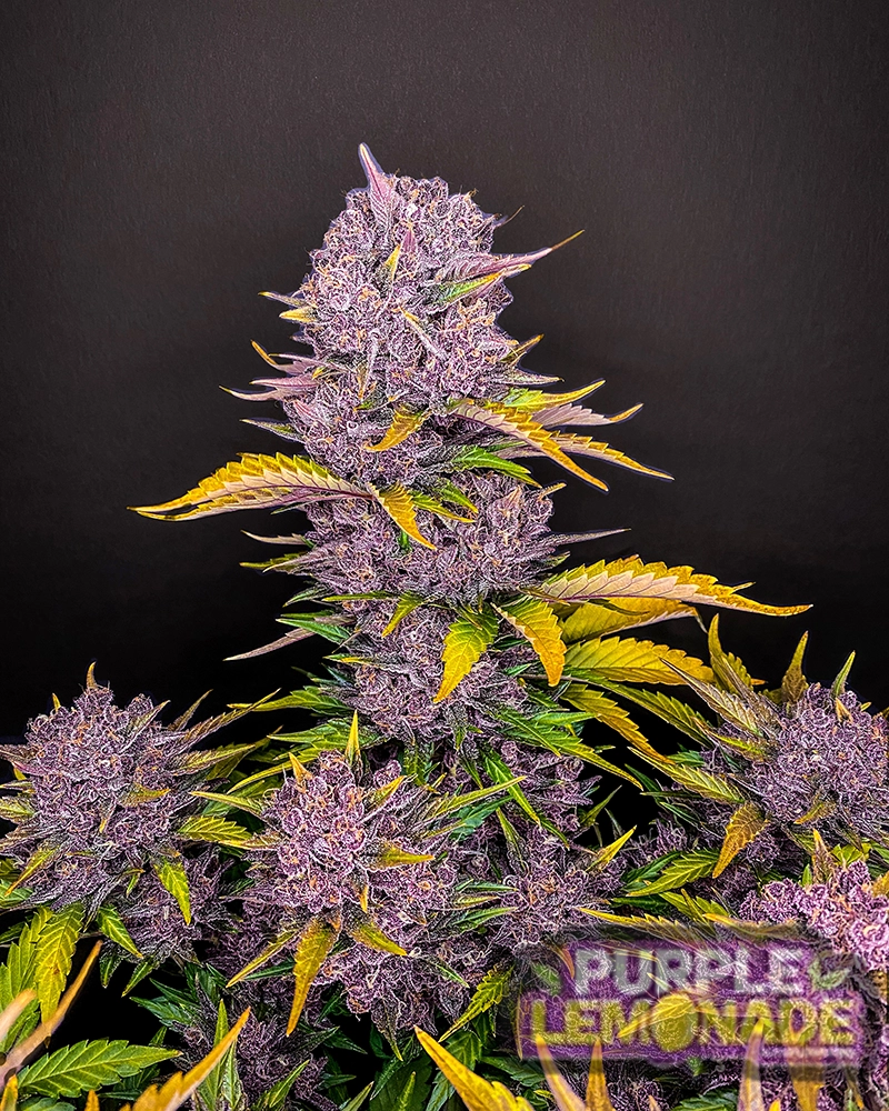 Purple Lemonade Auto | Autoflowering Cannabissamen von Fast Buds | 3 Samen Purple Lemonade Auto | Autoflowering Cannabissamen von Fast Buds