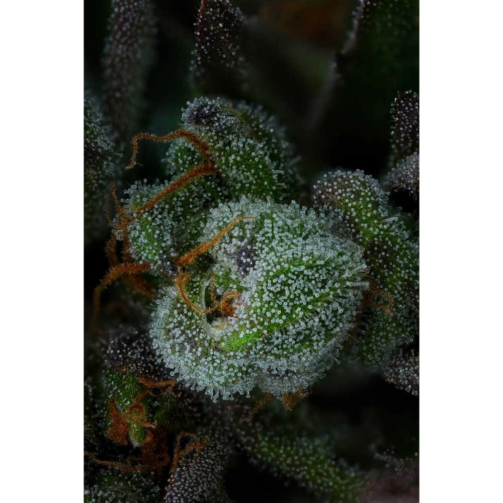 All Gas OG | Feminisierte Hanfsamen von Humboldt Seed