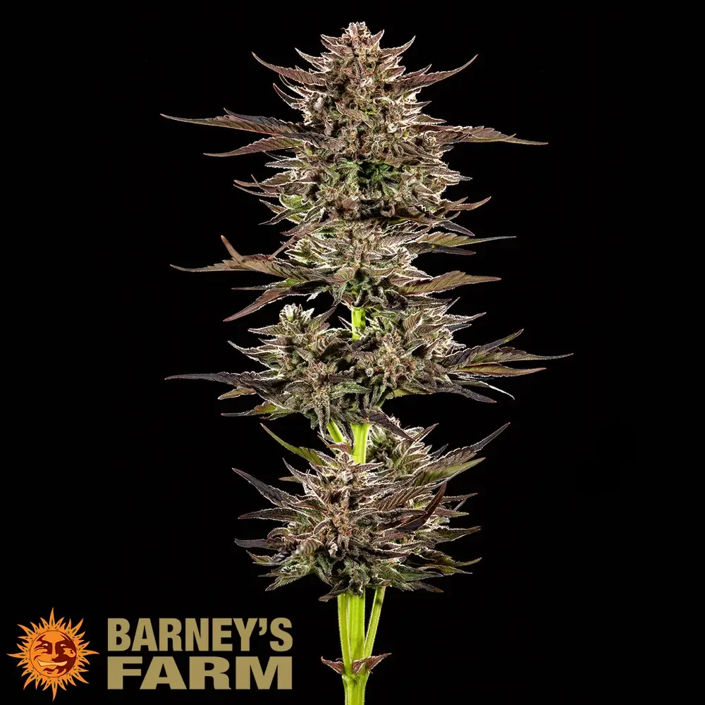 Frosted Zinn x 3 Bears OG Auto Gesamtpflanze Vollständige Frosted Zinn x 3 Bears OG Auto Pflanze mit schlankem Wuchs