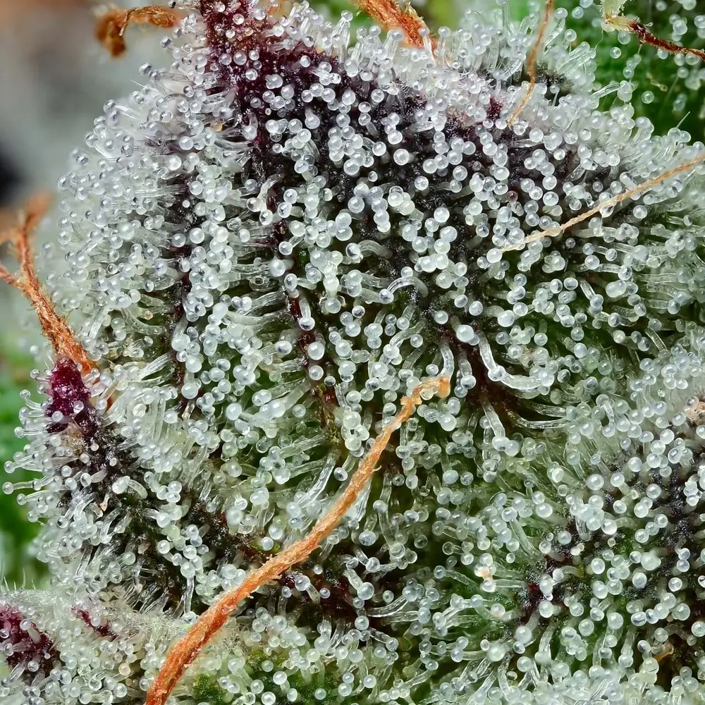 Black Cherry Gushers Trichome Makroaufnahme der Trichome einer Black Cherry Gushers Blüte