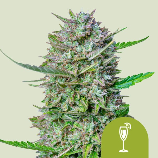 Mimosa Auto | Autoflowering Hanfsamen von Royal Queen Seeds