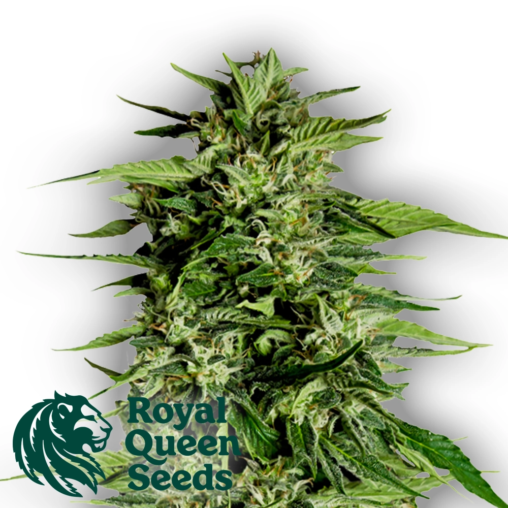 HYPERION F1 | Feminisierte Hanfsamen von Royal Queen Seeds | 3 Samen HYPERION F1 | Feminisierte Hanfsamen von Royal Queen Seeds