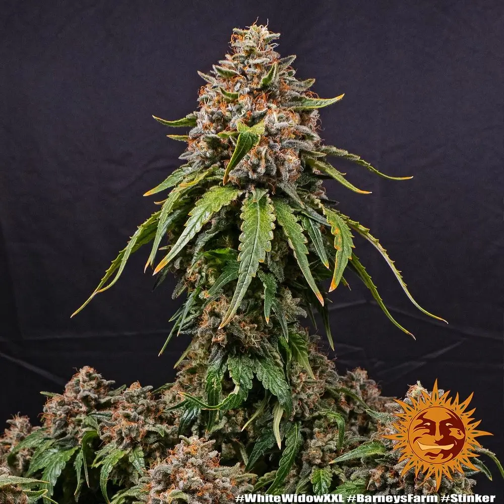 White Widow XXL Blütentrieb White Widow XXL Blütentrieb mit gelb gefärbten Blättern