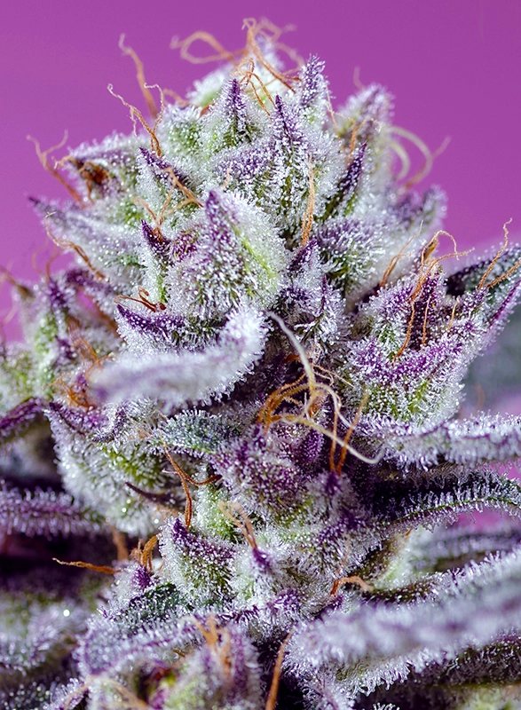 Fruity & Delicious Mix Auto | Autoflowering Cannabissamen von Sweet Seeds
