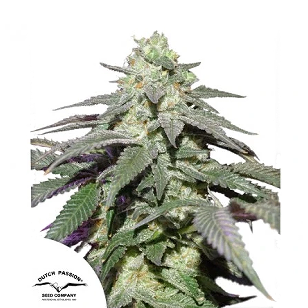 Skywalker Haze Auto | Autoflowering Hanfsamen von Dutch Passion | 3 Samen Skywalker Haze Auto | Autoflowering Hanfsamen von Dutch Passion | 3 Samen