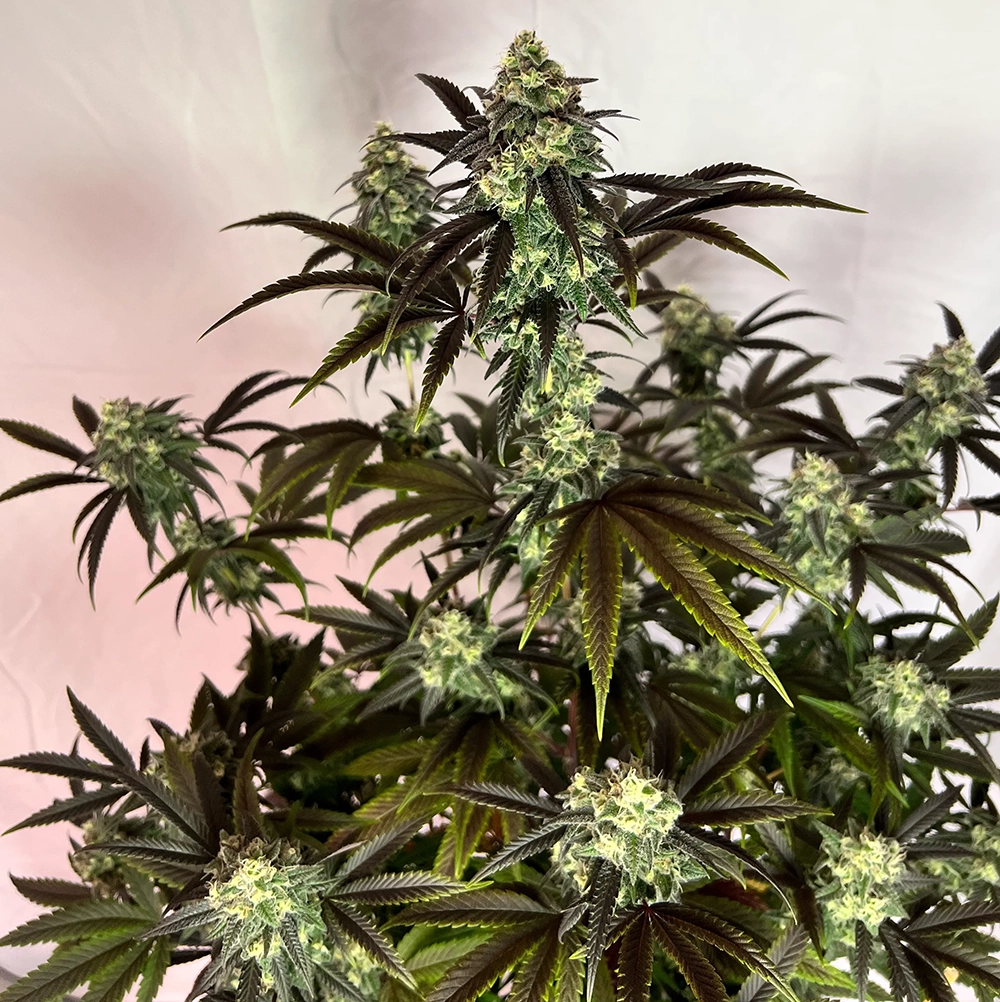 Black Mamba #42 | Feminisierte Cannabissamen von Doctor's Choice | 3 Samen
