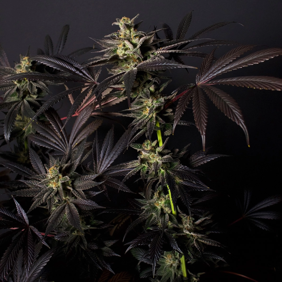 Black Mamba #42 | Feminisierte Cannabissamen von Doctor's Choice | 3 Samen Black Mamba #42 | Feminisierte Cannabissamen von Doctor's Choice | 3 Samen