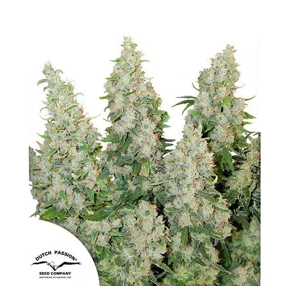 Think Different Auto | Autoflowering Cannabissamen von Dutch Passion | 3 Samen Think Different Auto | Autoflowering Cannabissamen von Dutch Passion | 3 Samen