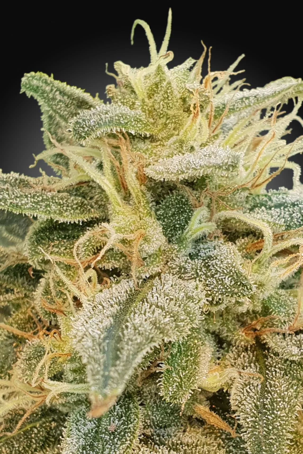 CBDrelief | Feminisierte Cannabissamen von Paradise Seeds | 3 Samen CBDrelief | Feminisierte Cannabissamen von Paradise Seeds