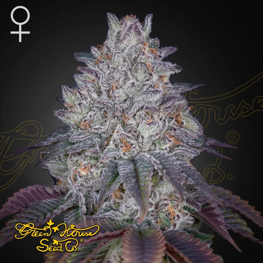 King's Tart | Feminisierte Hanfsamen von Green House Seeds | 3 Samen King's Tart | Feminisierte Hanfsamen von Green House Seeds