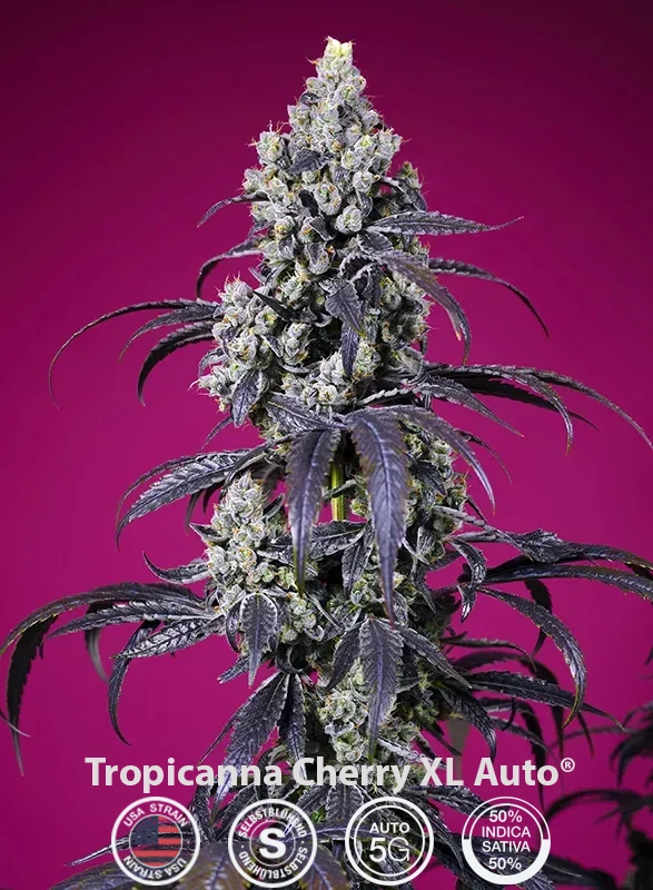 Tropicanna Cherry XL Auto® Tropicanna Cherry XL Auto® in der Blütephase