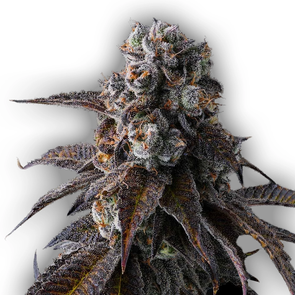 Dulce Dreams | Feminisierte Hanfsamen von Compound Genetics