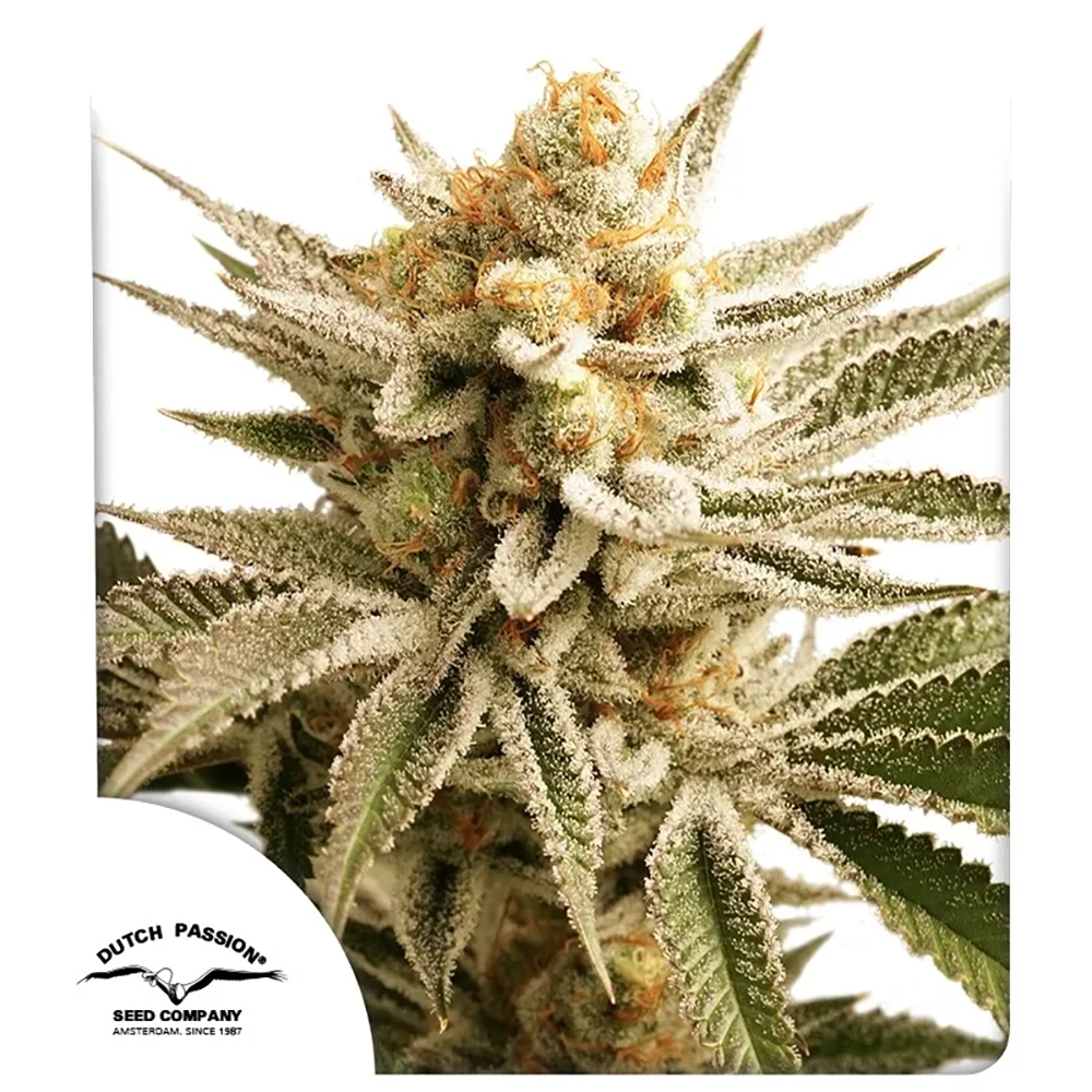 Lemon Z Pflanze Freigestellte Lemon Z Cannabispflanze in voller Blüte