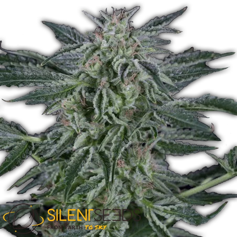 Critical Jack Auto | Autoflowering Cannabissamen von Silent Seeds | 3 Samen Critical Jack Auto | Autoflowering Cannabissamen von Silent Seeds