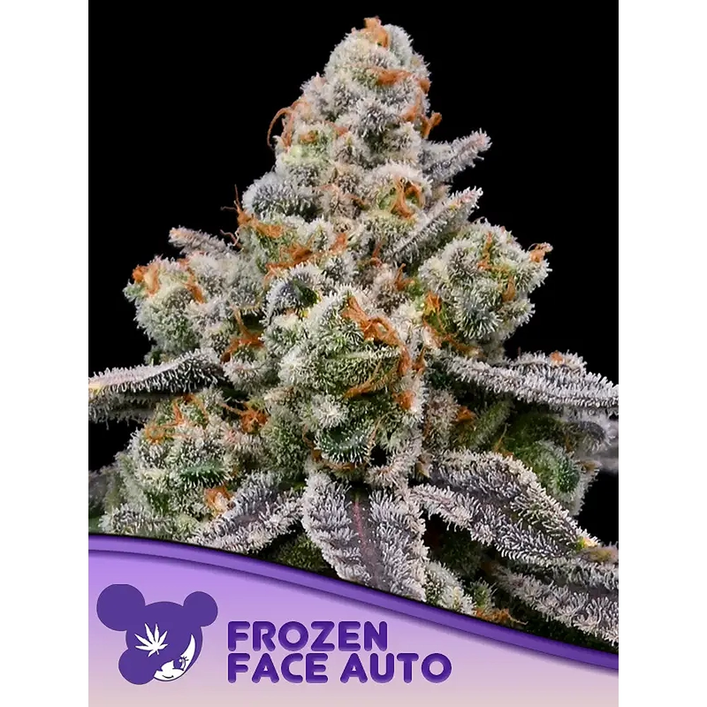 Frozen Face Auto Blüte Frozen Face Auto Blüte mit dichter Trichomschicht und Sortenschriftzug
