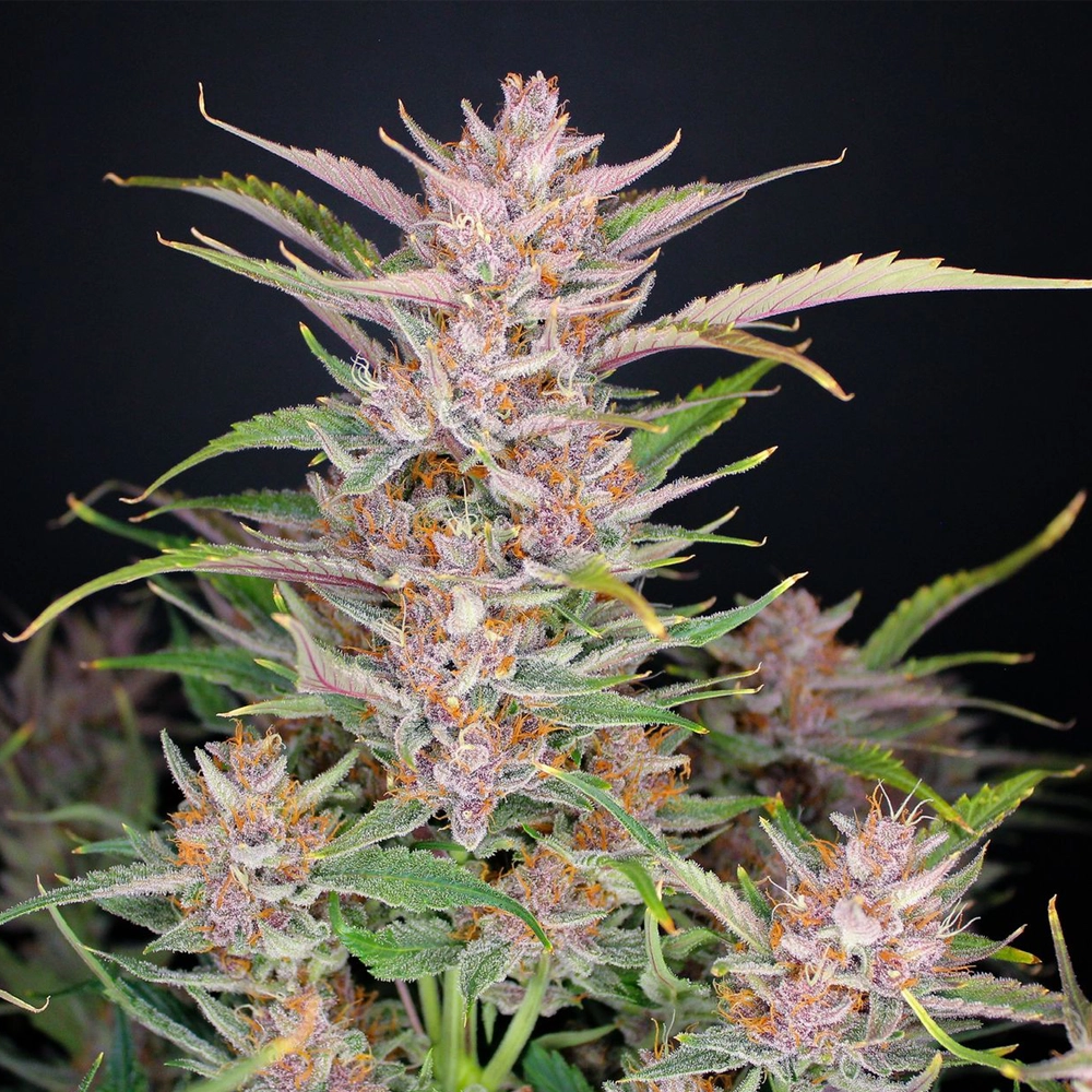 Gorilla Punch Auto | Autoflowering Cannabissamen von Fast Buds