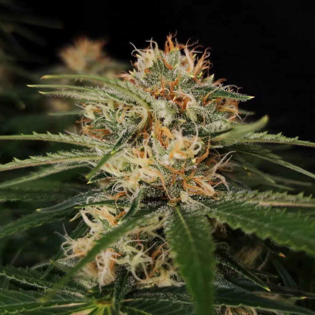 Diesel Fast F1 BX Blüte Nahaufnahme einer Diesel Fast F1 BX Blüte im Grow