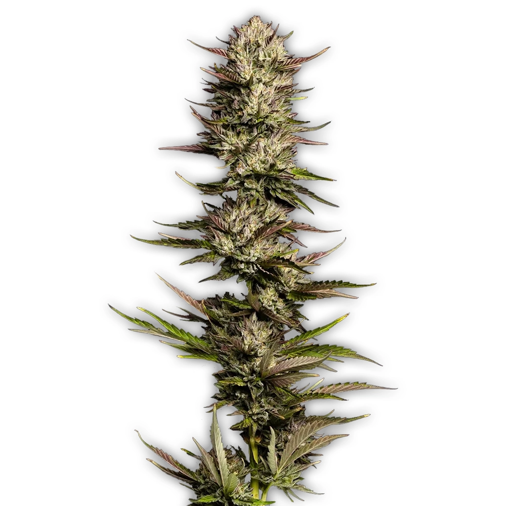 California Octane | Feminisierte Hanfsamen von Humboldt Seed