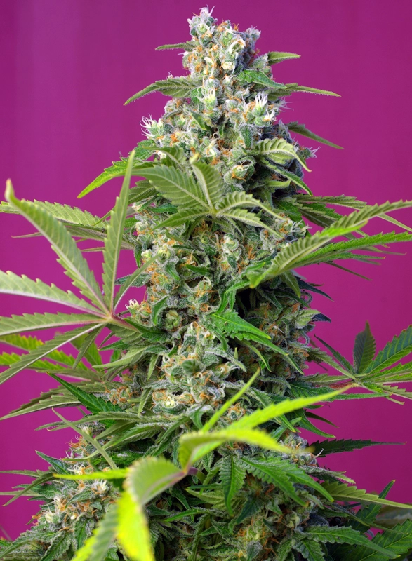 Gorilla Girl | Feminisierte Cannabissamen von Sweet Seeds | 3+1 Samen Gorilla Girl | Feminisierte Cannabissamen von Sweet Seeds
