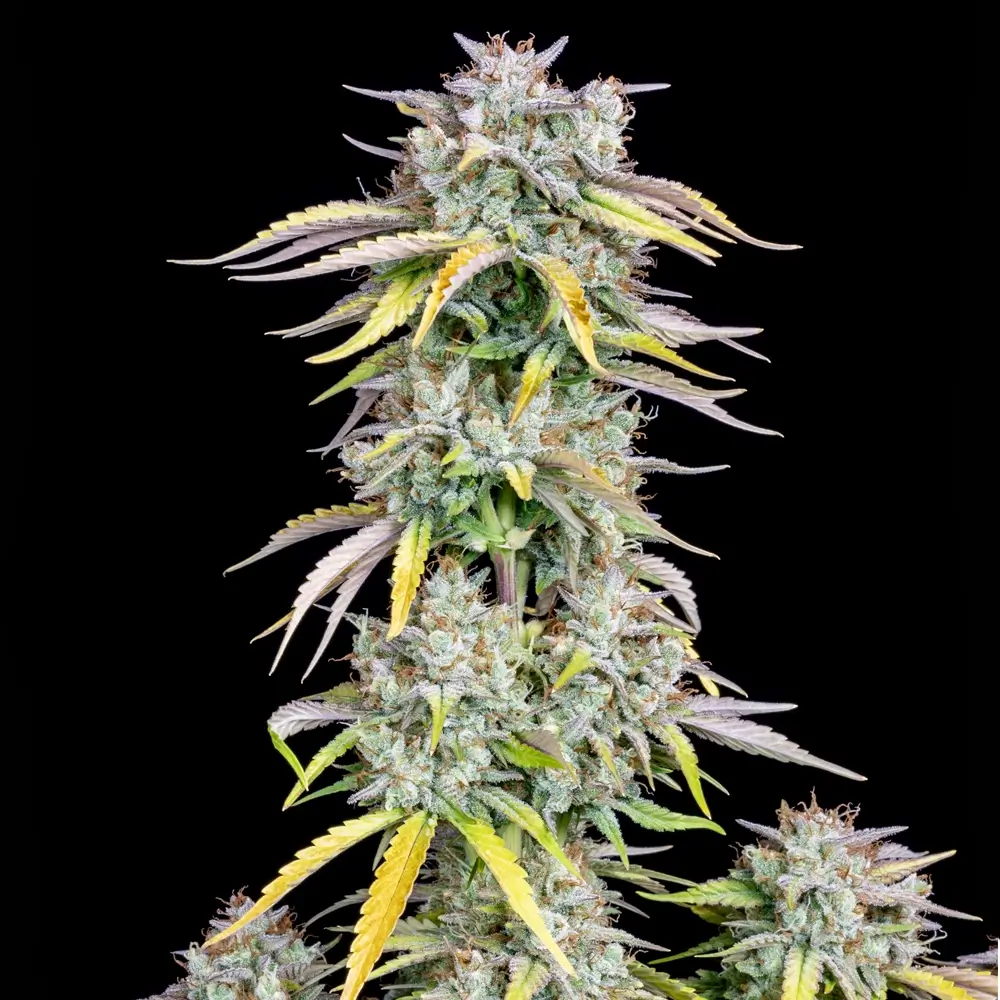 Original Big Bud Auto Pflanze Original Big Bud Auto Pflanze mit dichtem, hellem Blütenstand