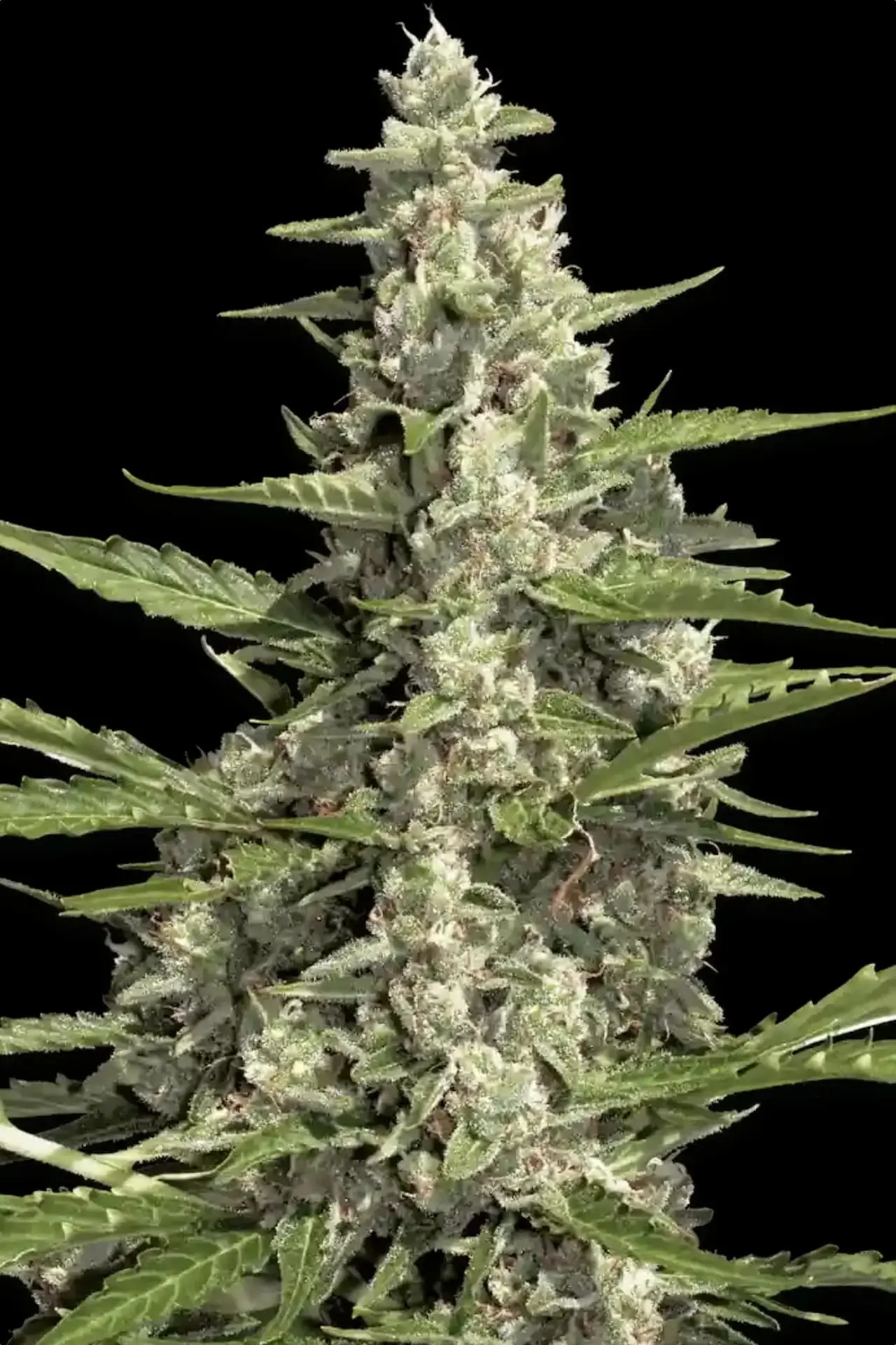 Pandora Auto | Autoflowering Hanfsamen von Paradise Seeds | 3 Samen Pandora Auto | Autoflowering Hanfsamen von Paradise Seeds