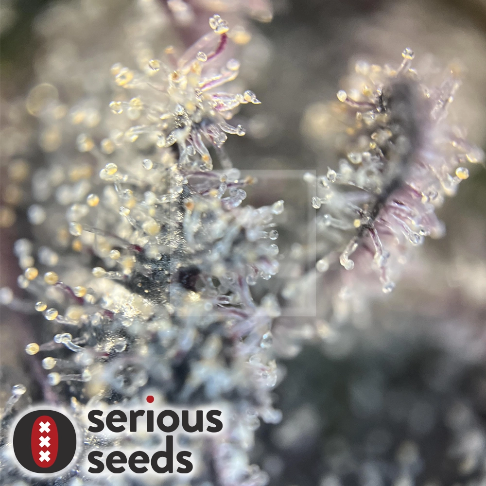 Seriotica Trichome Makroaufnahme der Trichome einer Seriotica Blüte