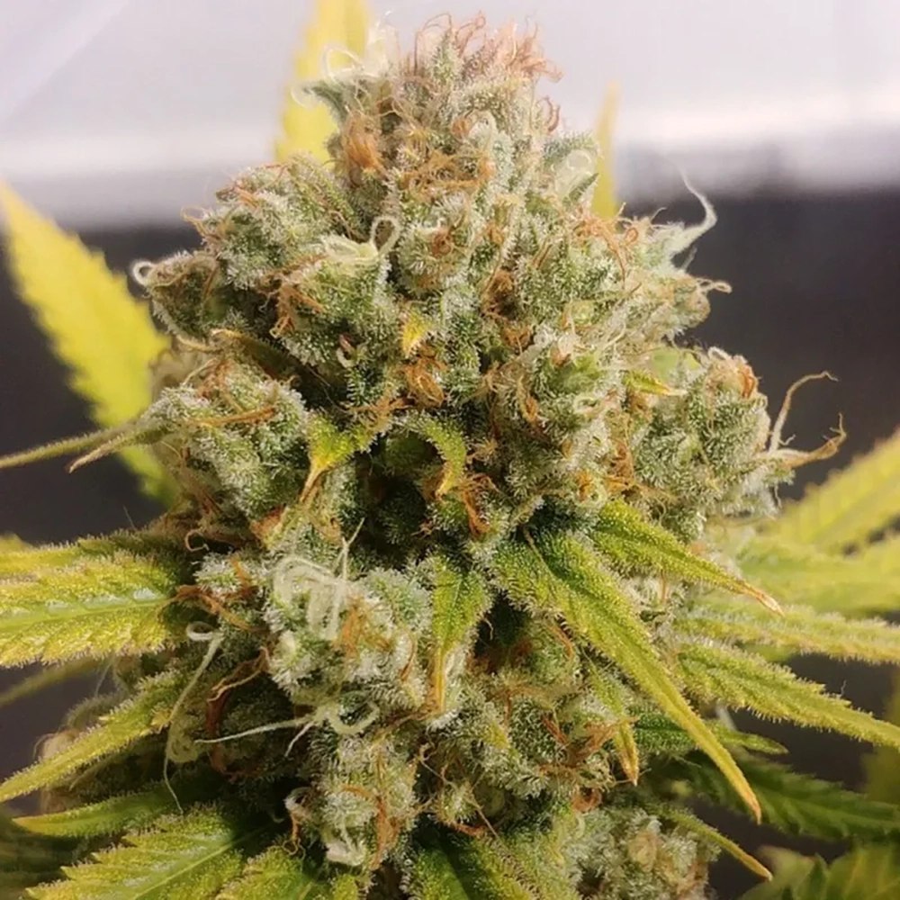 Lemon Z Bud Nahaufnahme einer dichten, harzigen Lemon Z Blüte