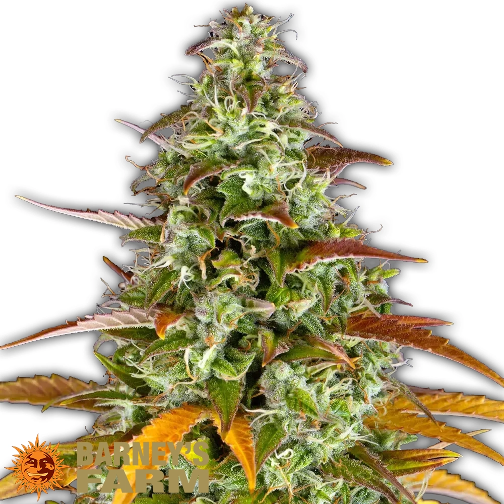 Watermelon Zkittlez Auto | Autoflowering Hanfsamen von Barney's Farm | 3 Samen Watermelon Zkittlez Auto | Autoflowering Hanfsamen von Barney's Farm