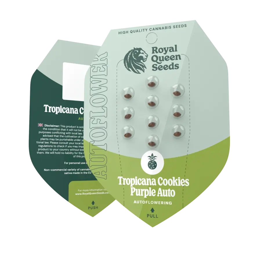 Tropicana Cookies Purple Auto | Autoflowering Hanfsamen von Royal Queen Seeds