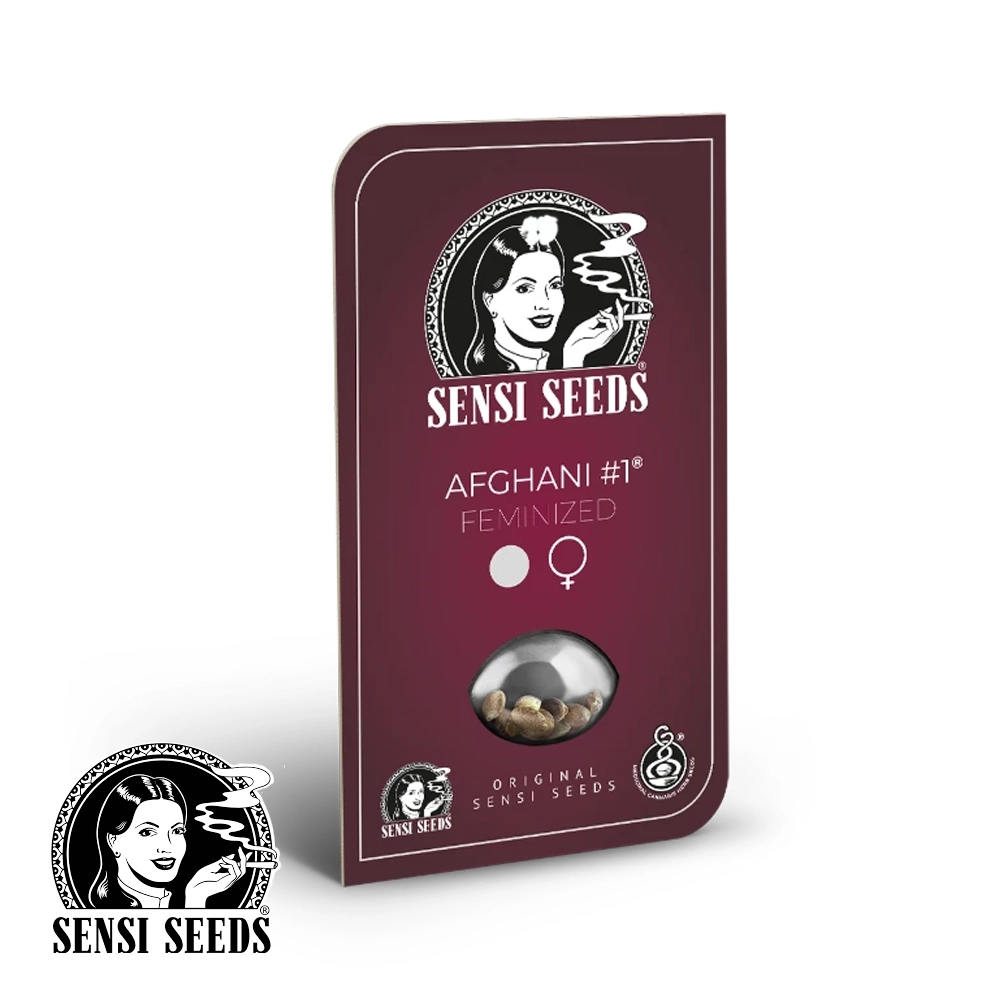 Afghani #1 | Feminisierte Cannabissamen von Sensi Seeds