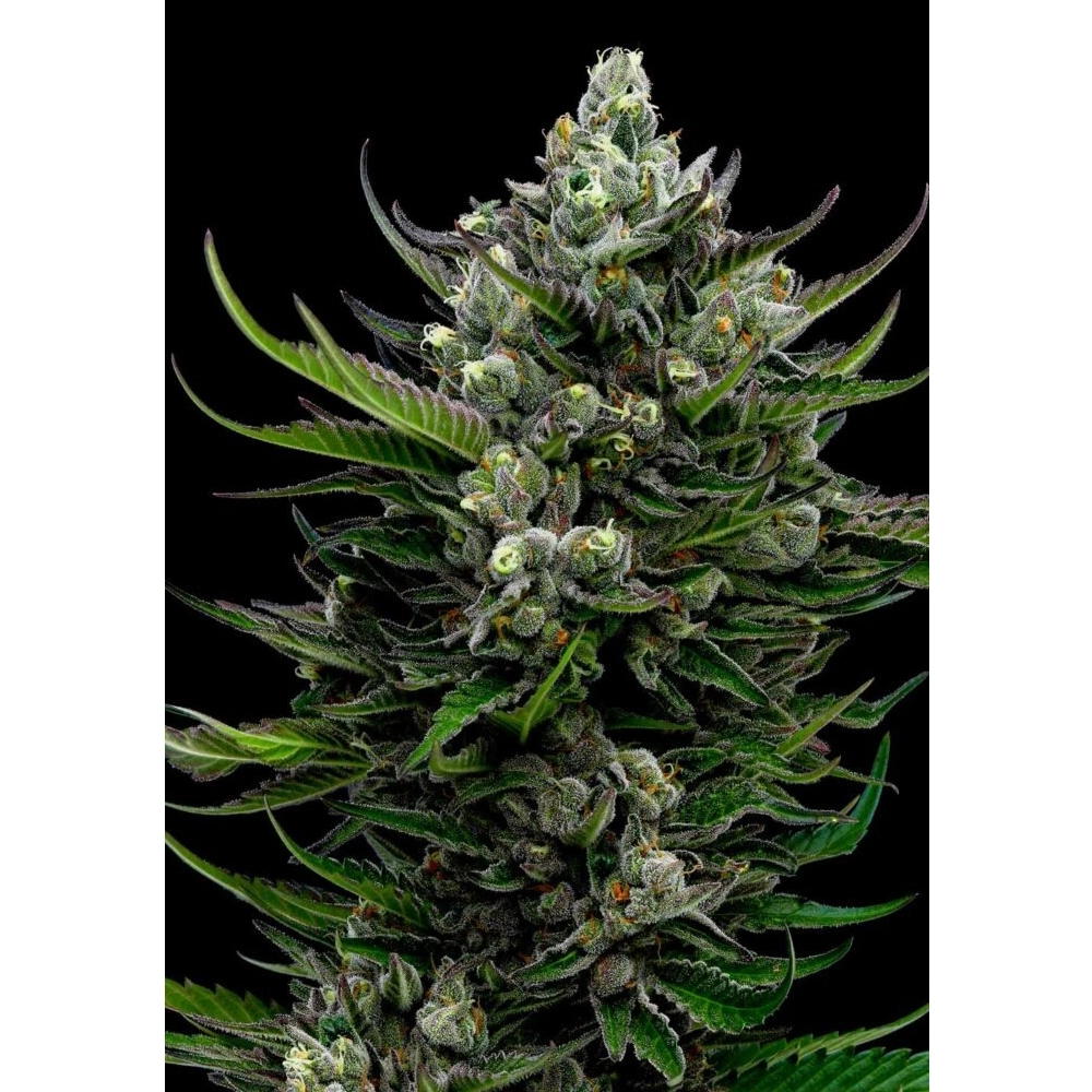 All Gas OG | Feminisierte Hanfsamen von Humboldt Seed
