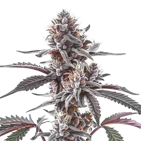 Plushberry Auto | Autoflowering Hanfsamen von Cludi Bulk Seed Bank | 5 Samen Plushberry Auto | Autoflowering Hanfsamen von Cludi Bulk Seed Bank | 5 Samen
