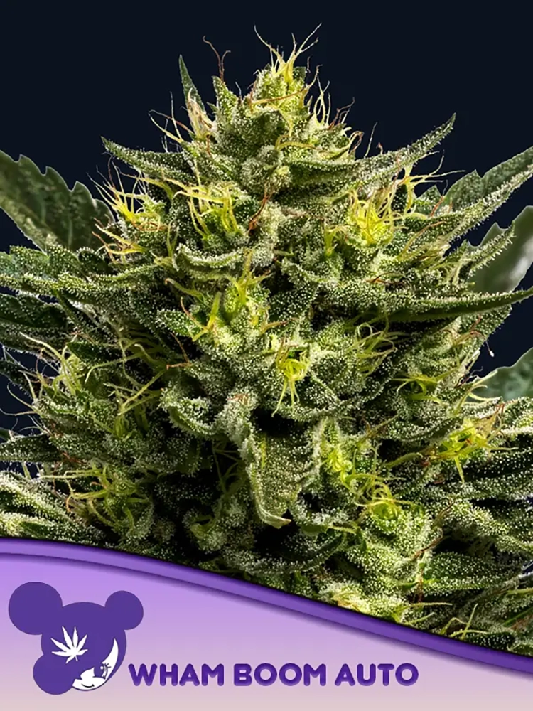 Auto Wham Boom | Autoflowering Cannabissamen von Anesia Seeds | 3 Samen