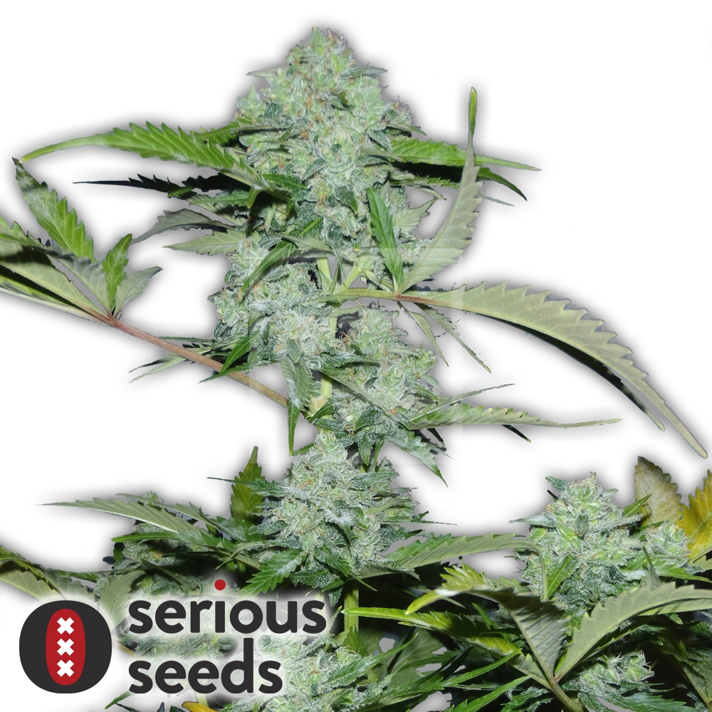 Auto White Russian | Autoflowering Hanfsamen von Serious Seeds
