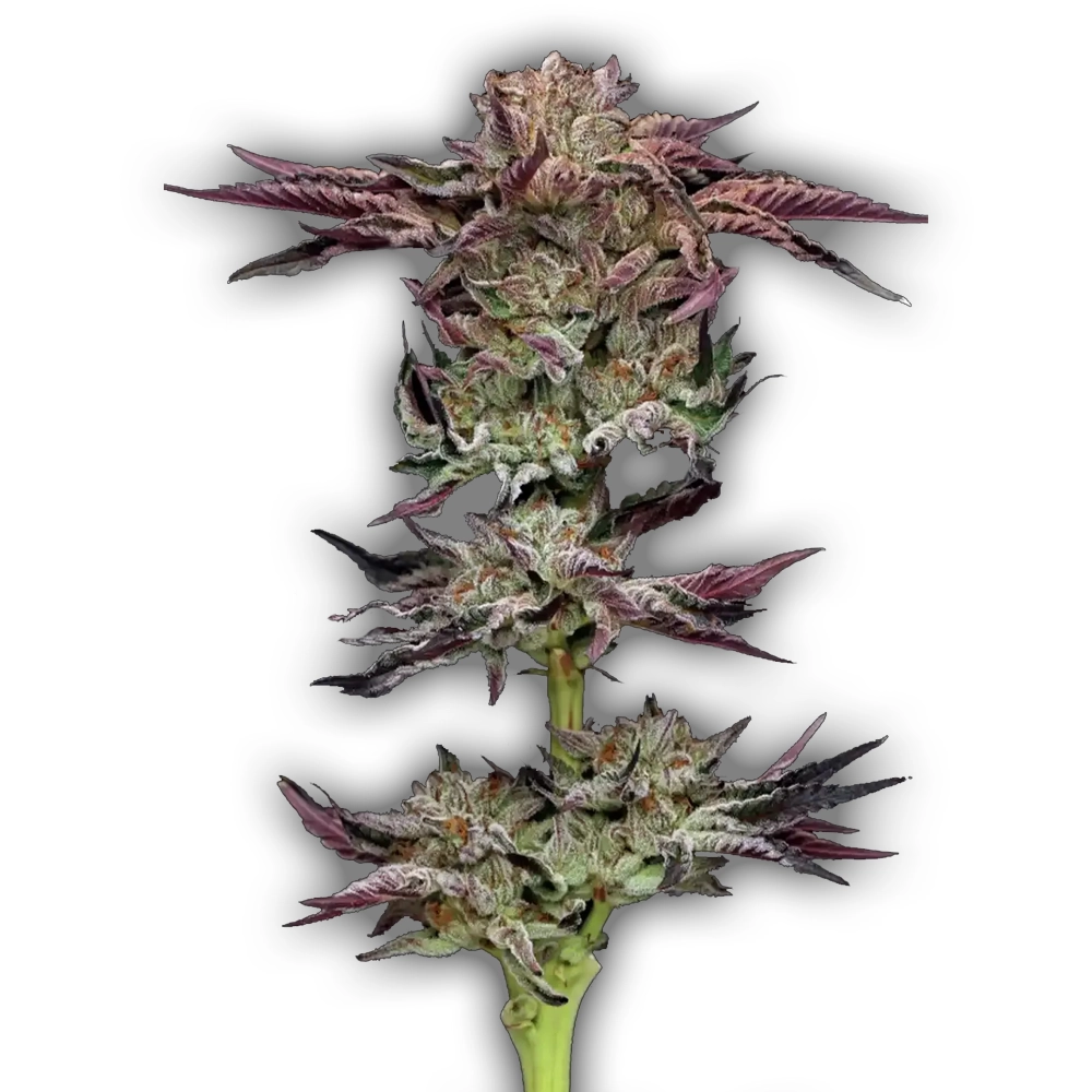 Jelly Donutz | Feminisierte Hanfsamen von Humboldt Seed | 3 Samen Jelly Donutz | Feminisierte Hanfsamen von Humboldt Seed