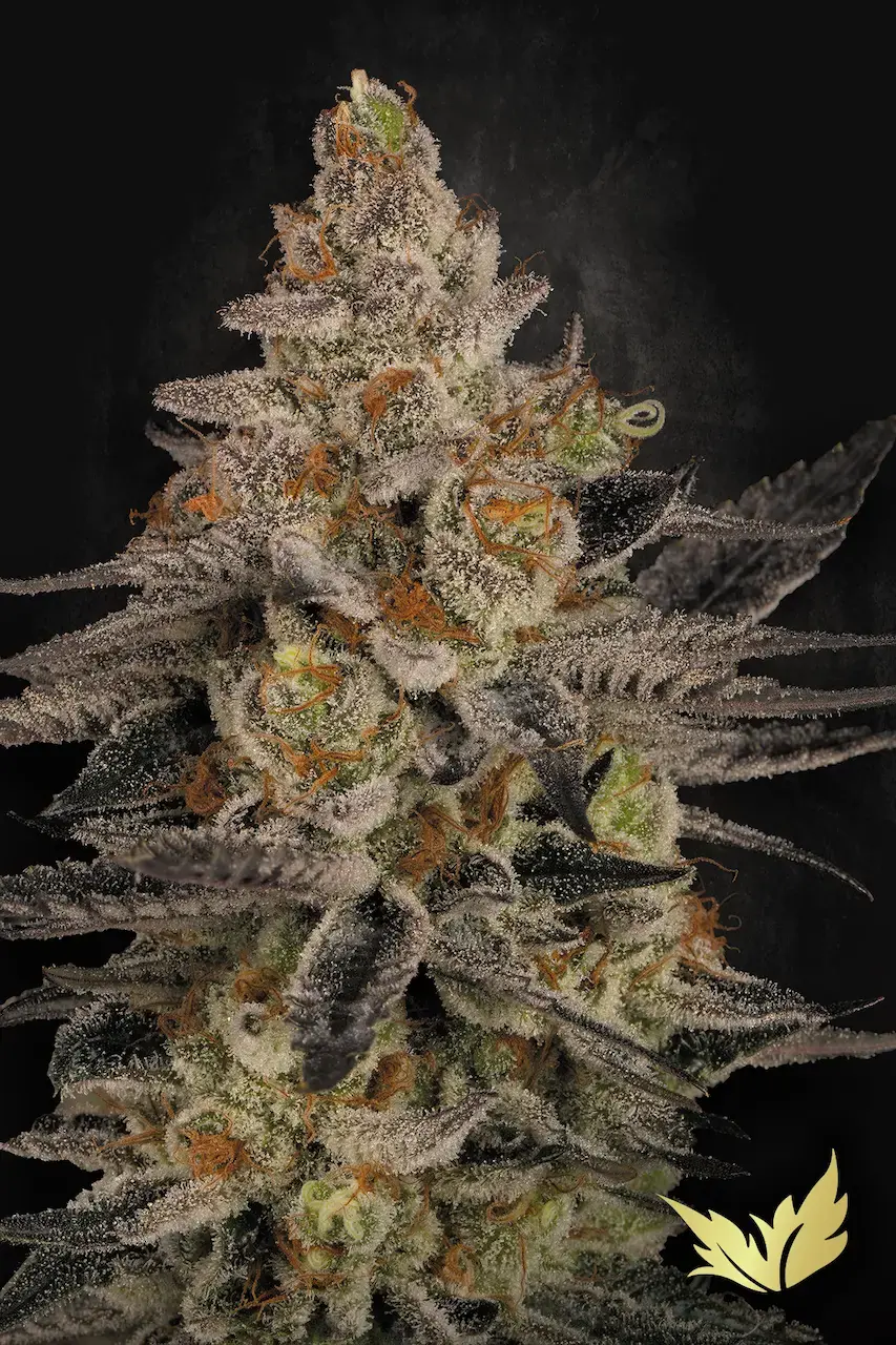 Chocolate Wafflez | Feminisierte Cannabissamen von Paradise Seeds | 3 Samen Chocolate Wafflez | Feminisierte Cannabissamen von Paradise Seeds | 3 Samen