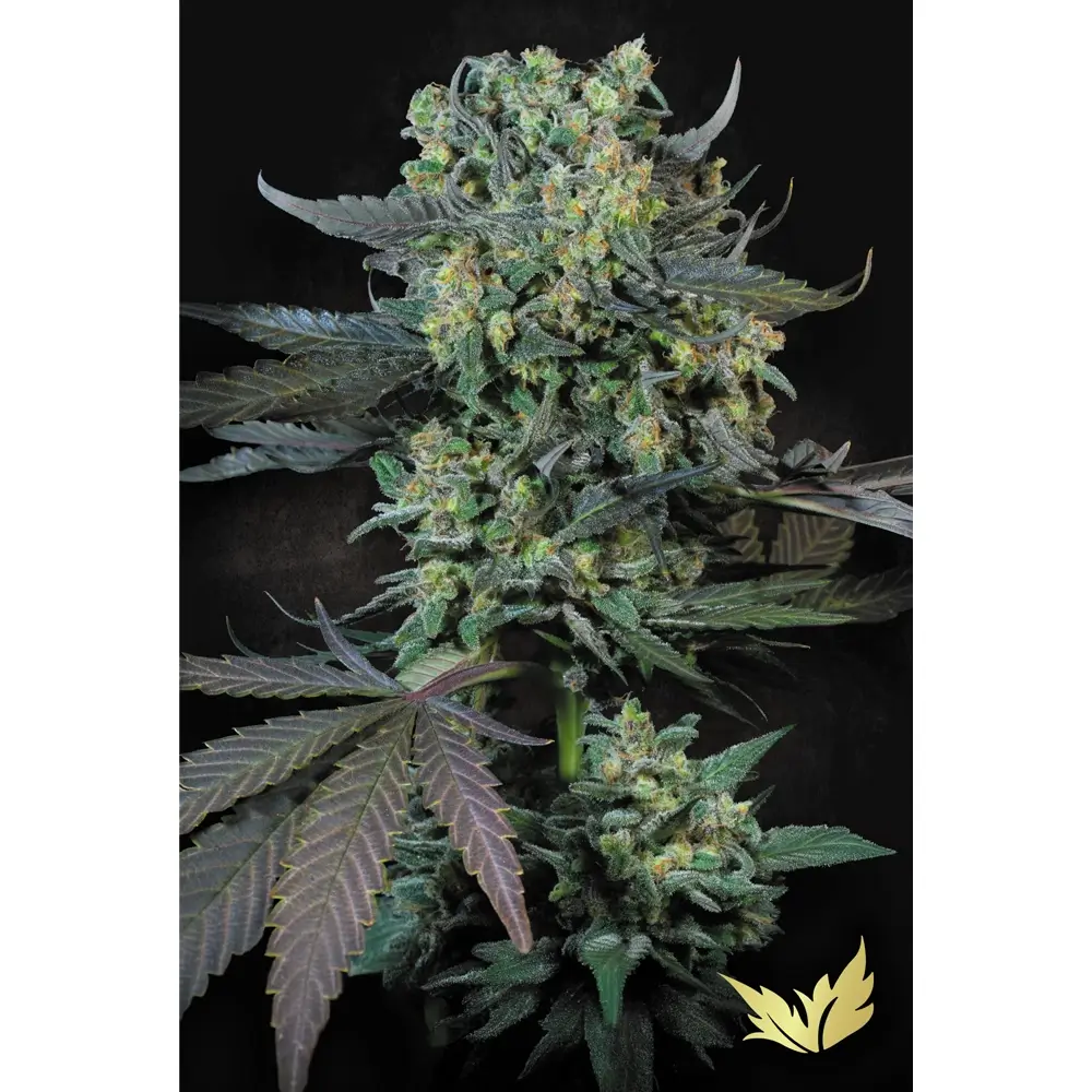 Momo | Feminisierte Hanfsamen von Paradise Seeds | 3 Samen Momo | Feminisierte Hanfsamen von Paradise Seeds | 3 Samen