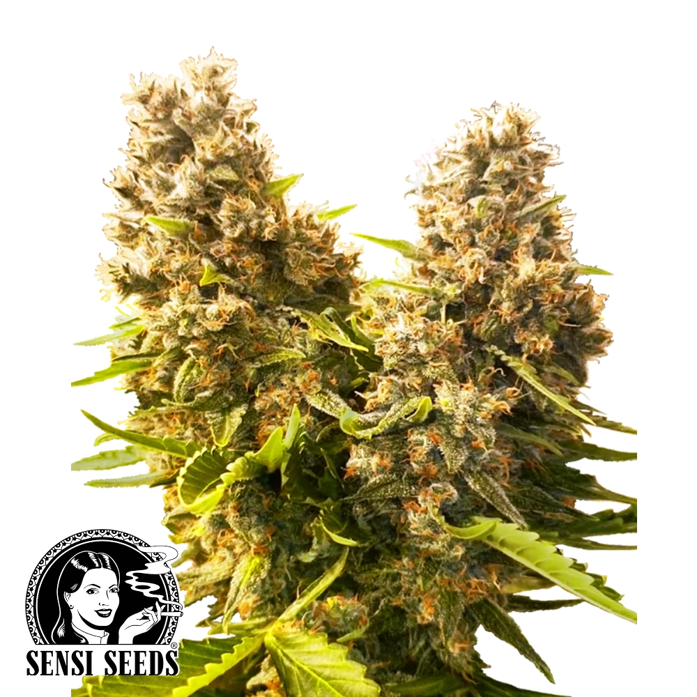 Banana Kush Cake Auto | Autoflowering Cannabissamen von Sensi Seeds | 3 Samen