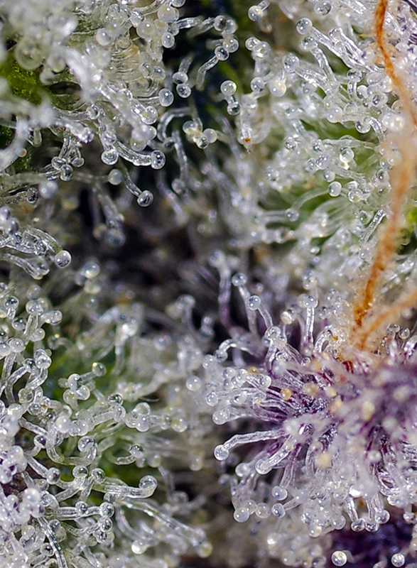 Pineapple Slush XL Auto | Autoflowering Hanfsamen von Sweet Seeds