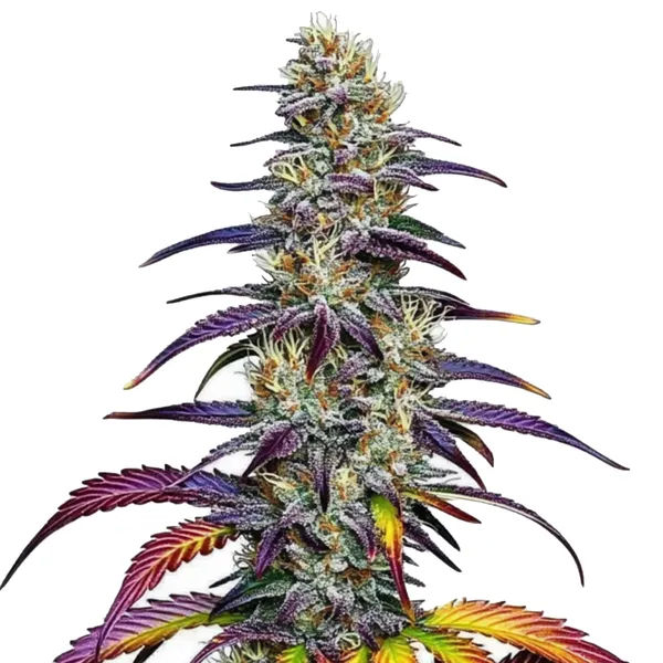 Blue Dream Pflanze Freigestellte Blue Dream Pflanze mit bunt gefärbten Blättern