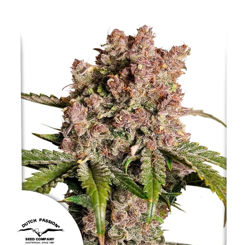 Auto Strawberry Soda | Autoflowering Cannabissamen von Dutch Passion | 3 Samen Auto Strawberry Soda | Autoflowering Cannabissamen von Dutch Passion